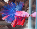 Candy Multicolour Halfmoon Betta Male | WYSIWYG