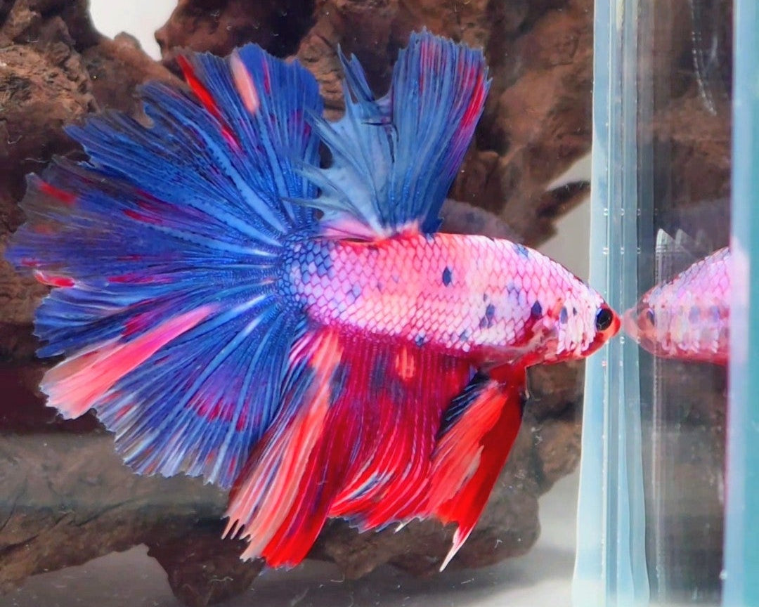 Candy Multicolour Halfmoon Betta Male | WYSIWYG