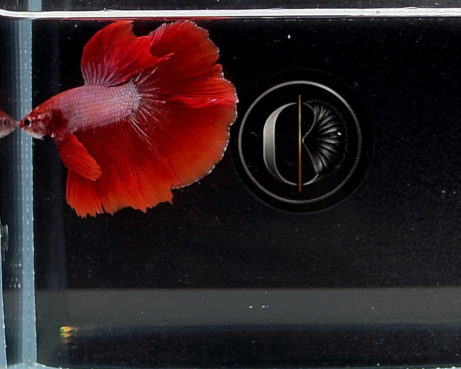 Halfmoon Red Fancy Betta Male (CRM-OTH-M-006)