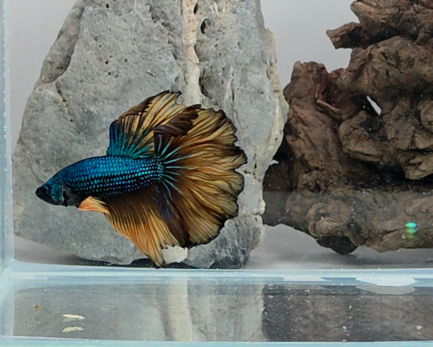 Male Halfmoon Blue Metallic Mustard Gas Betta Fish (SPC-MSG-M-003)