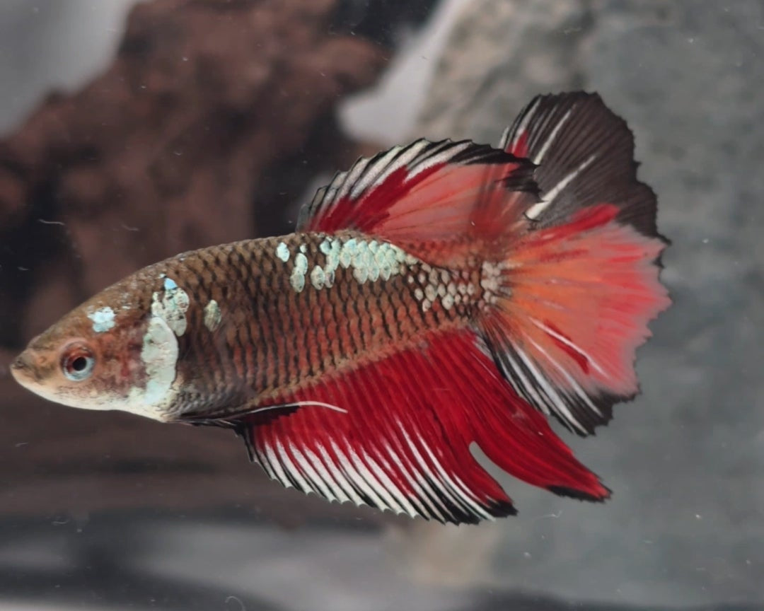Premium Samurai Nemo Halfmoon Female Betta | WYSIWYG