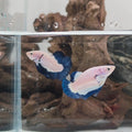 Blue Rim Bi-Colour Betta Pair – Premium WYSIWYG Pair