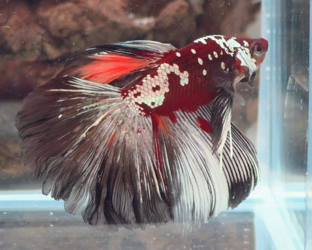 Hantengu Nemo Halfmoon Male Betta | WYSIWYG