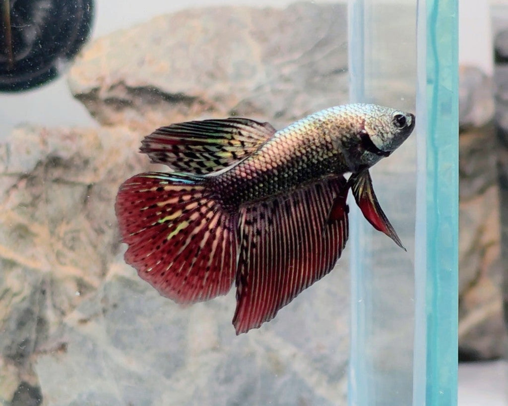 Premium Copper Alien Hybrid Halfmoon Male