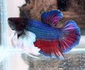 Blue Dumbo Halfmoon Betta Male –  WYSIWYG