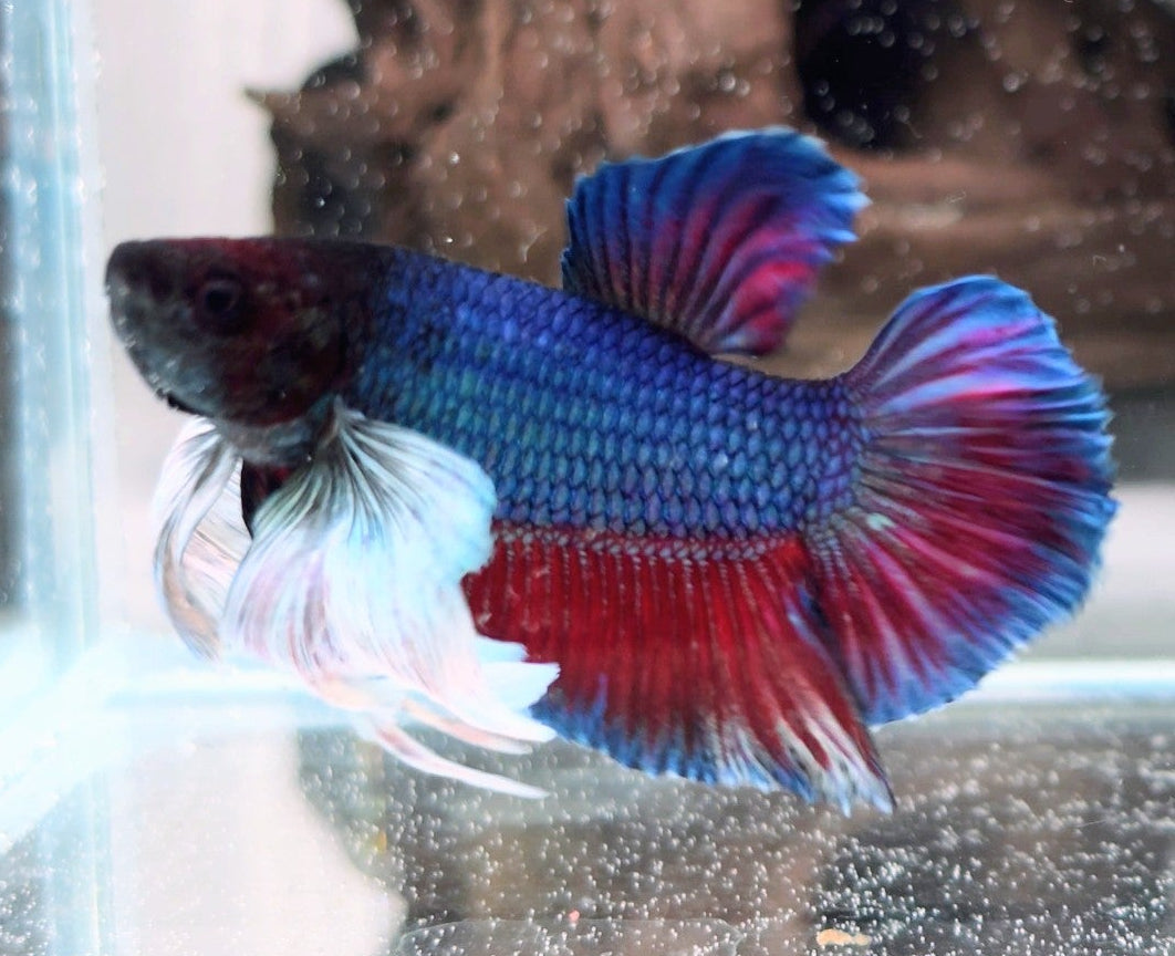 Blue Dumbo Halfmoon Betta Male –  WYSIWYG