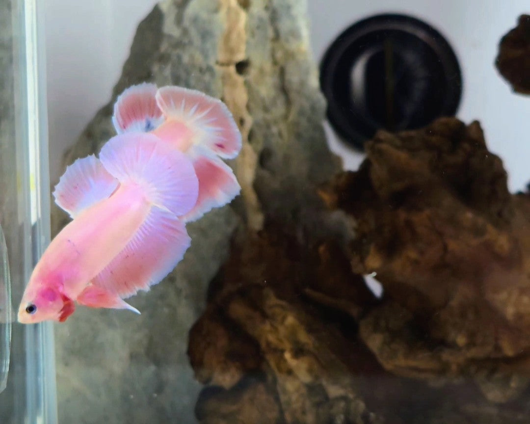 Premium Super Pink HMPK Betta Male 1
