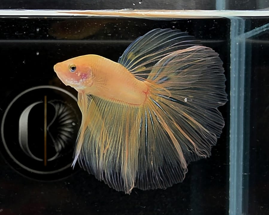 Halfmoon Yellow Cellophane Male Betta Fish (SPC-OTH-M-014)