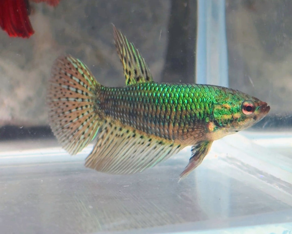 Alien Hybrid Betta Pair | WYSIWYG