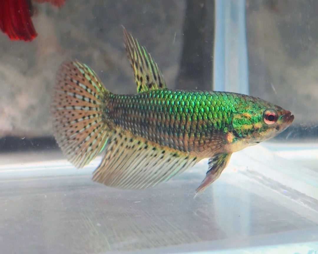 Alien Hybrid Betta Pair | WYSIWYG