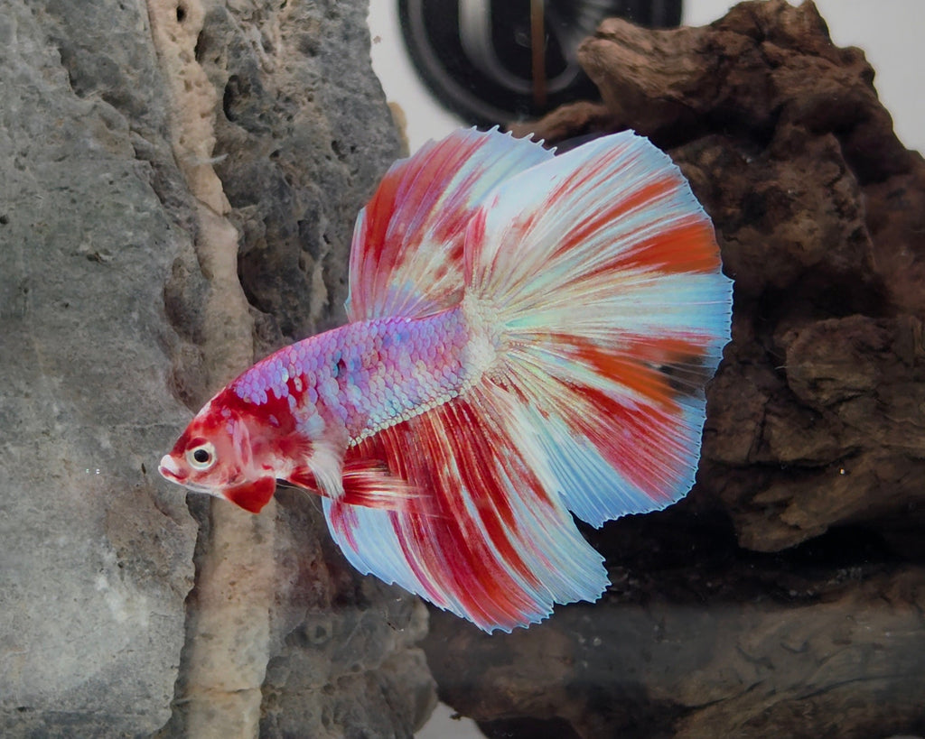 Halfmoon Fancy Barongsai Betta Pair Male(CRM-OTH-M-005)Female (CRM-OTH-F-004)