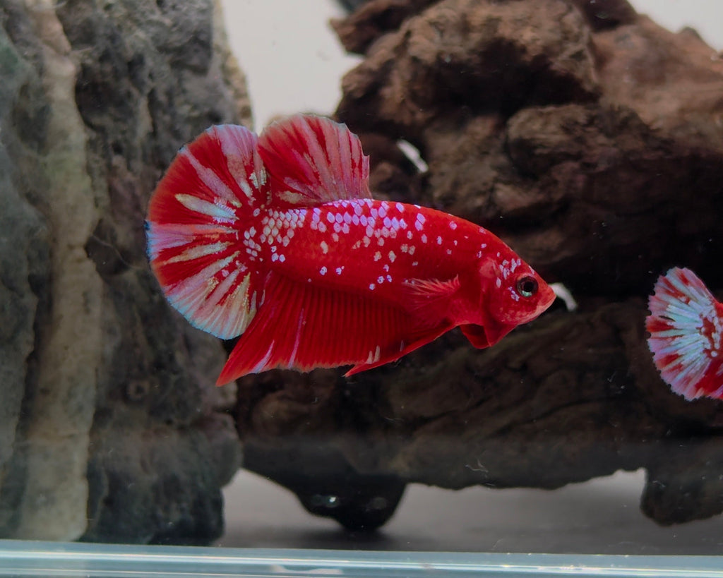Crimson Gold Barongsai HMPK Betta Pair Male (CRM-OTH-M-004) Female (CRM-OTH-F-003)