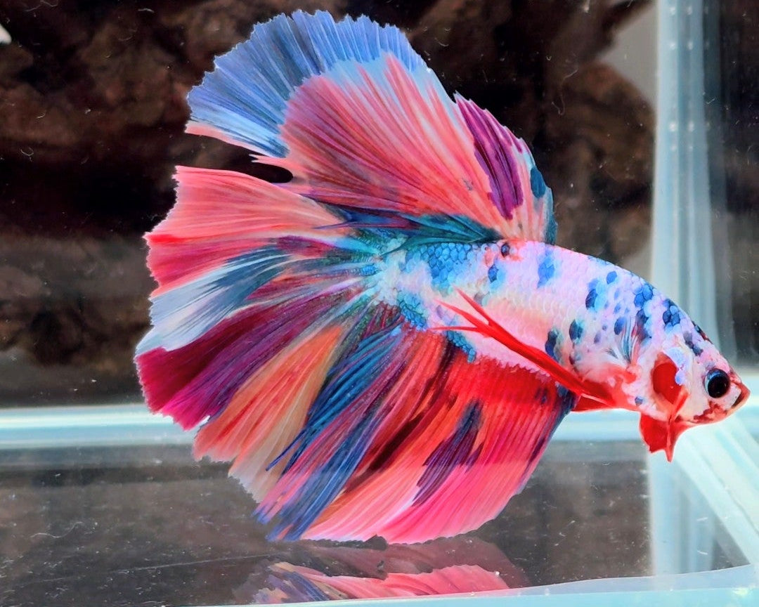 Premium Candy Multicolour Halfmoon Betta | WYSIWYG