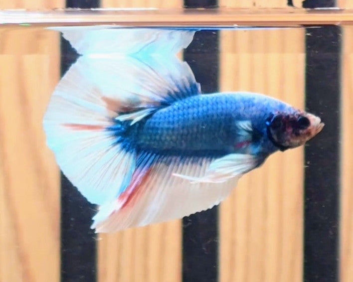 Blue Butterfly Large-Fin HMPK Male Betta | WYSIWYG