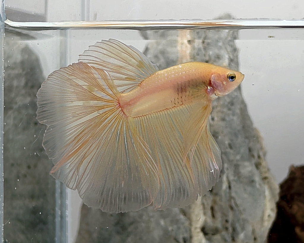 Halfmoon Yellow Cellophane Male Betta Fish (SPC-OTH-M-014)
