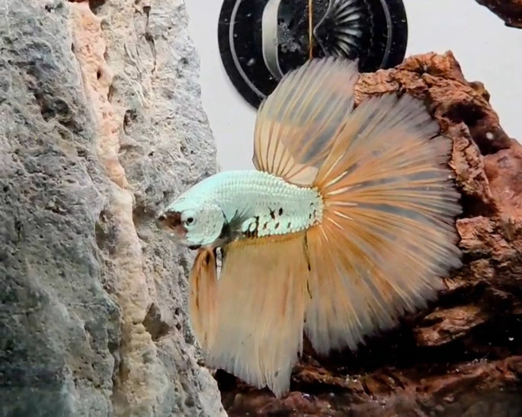 Halfmoon Mustard Gas Samurai Male Betta Fish (CRT-OTH-M-003)
