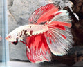 Dragon Nemo Halfmoon Male Betta | WYSIWYG