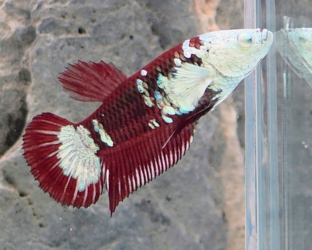 Hantengu (Red Black Mamba) Halfmoon Female Betta | WYSIWYG