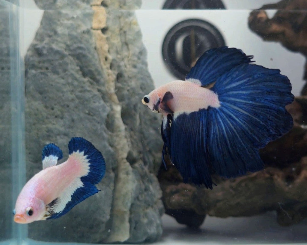 Blue Rim Halfmoon Betta Fish Pair Male (LGT-BRB-M-005) & Female (LGT-BRB-F-001)