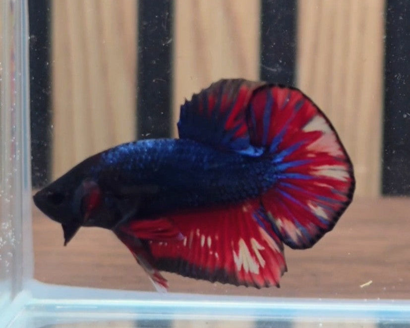 Blue Vanda HMPK Male Betta |  WYSIWYG