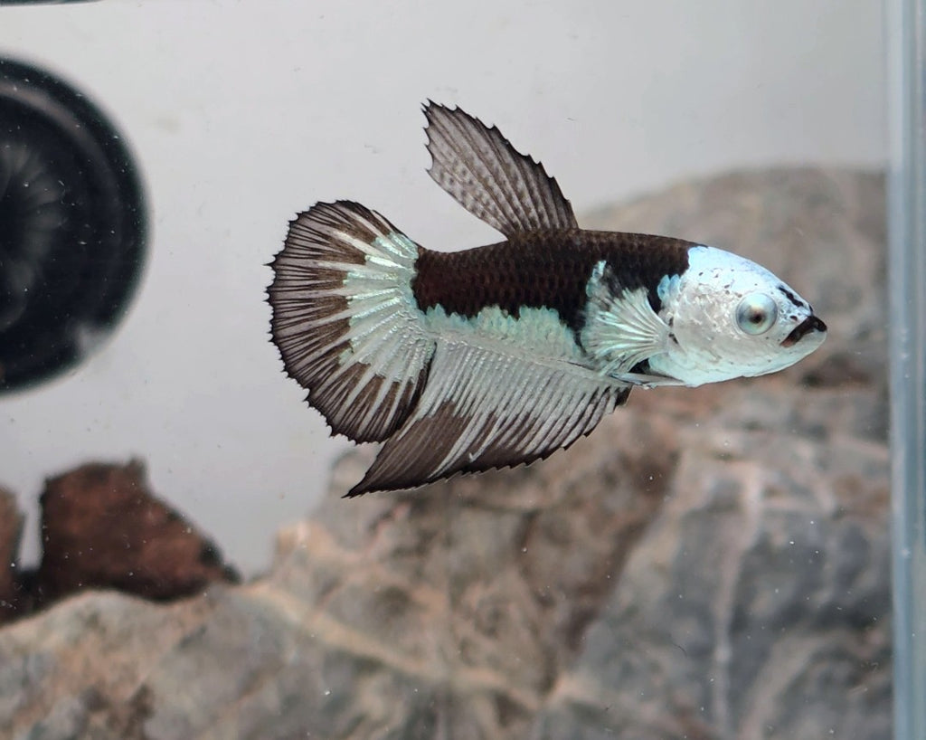 Snow Mamba Halfmoon Female | WYSIWYG