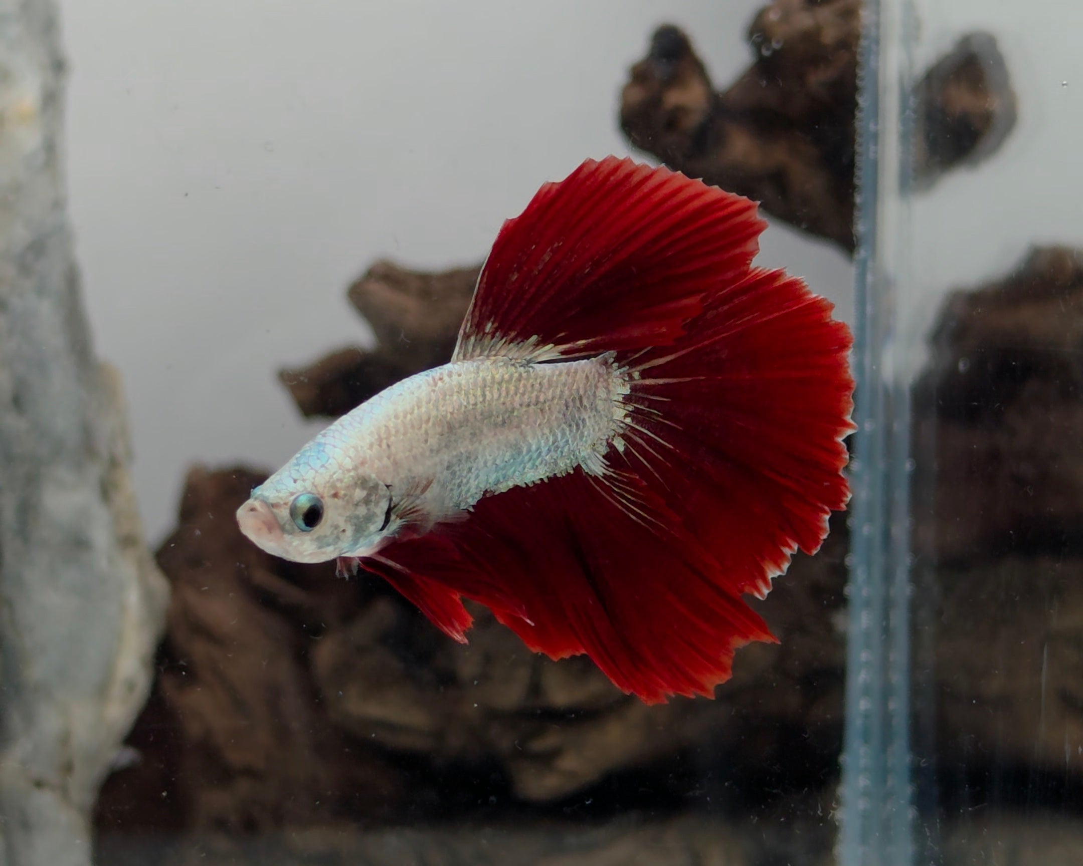 Male Halfmoon Snow Dragon Bi-Colour Betta Fish (LGT-SND-M-001)