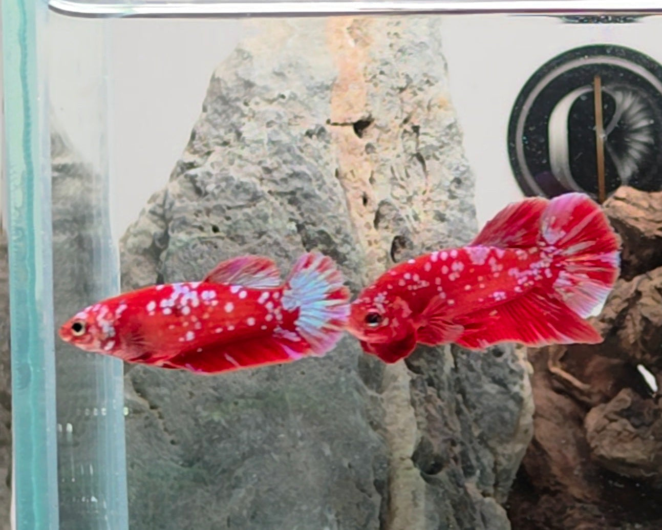 Crimson Gold Barongsai HMPK Betta Pair Male (CRM-OTH-M-004) Female (CRM-OTH-F-003)