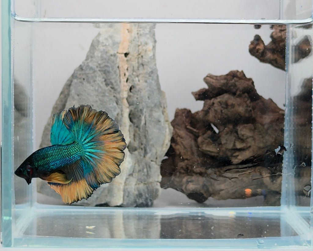Male Halfmoon Green Metallic Mustard Gas Betta Fish (SPC-MSG-M-004)