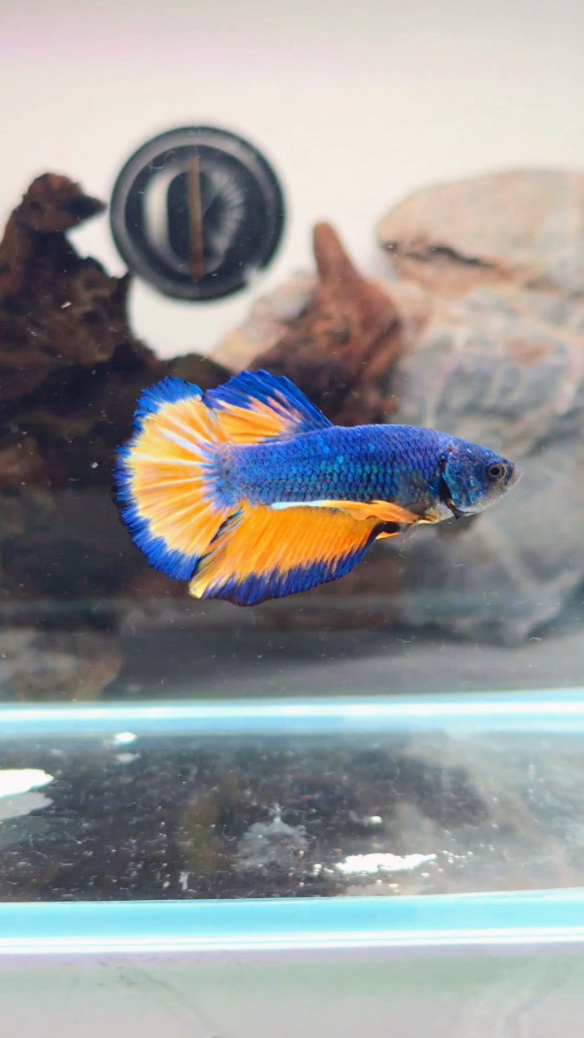 Premium HMPK Mustard Gas Male Betta | WYSIWYG