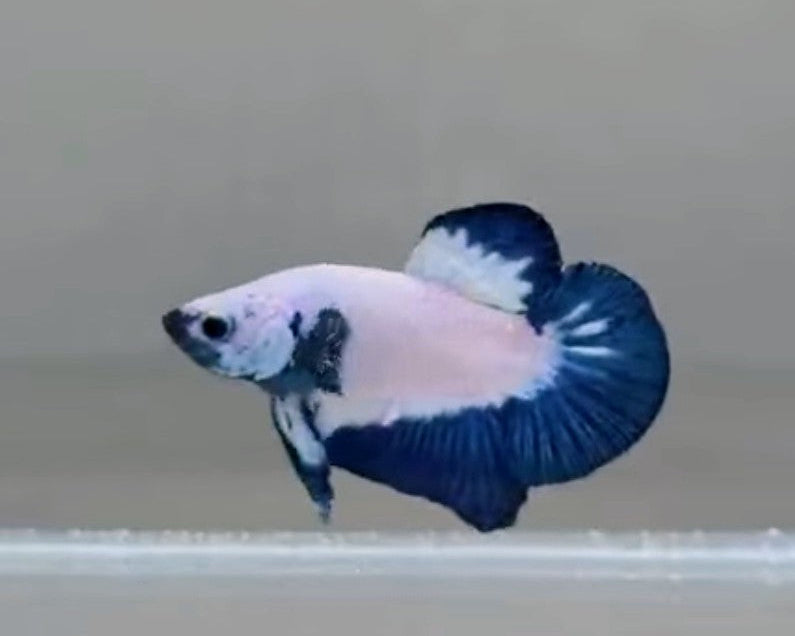 Blue Rim HMPK Male Betta