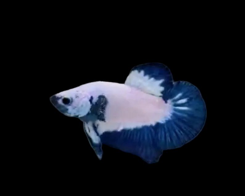 Blue Rim HMPK Male Betta