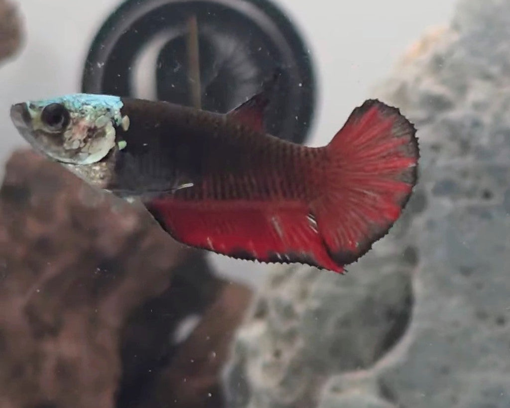 Red Black Hooded Samurai Halfmoon Female Betta | WYSIWYG