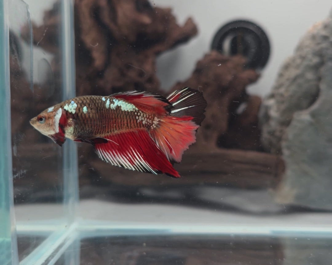 Premium Samurai Nemo Halfmoon Female Betta | WYSIWYG