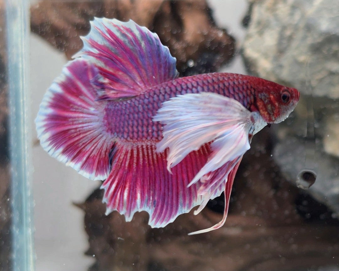 Lavender Dumbo Halfmoon Betta Male – WYSIWYG
