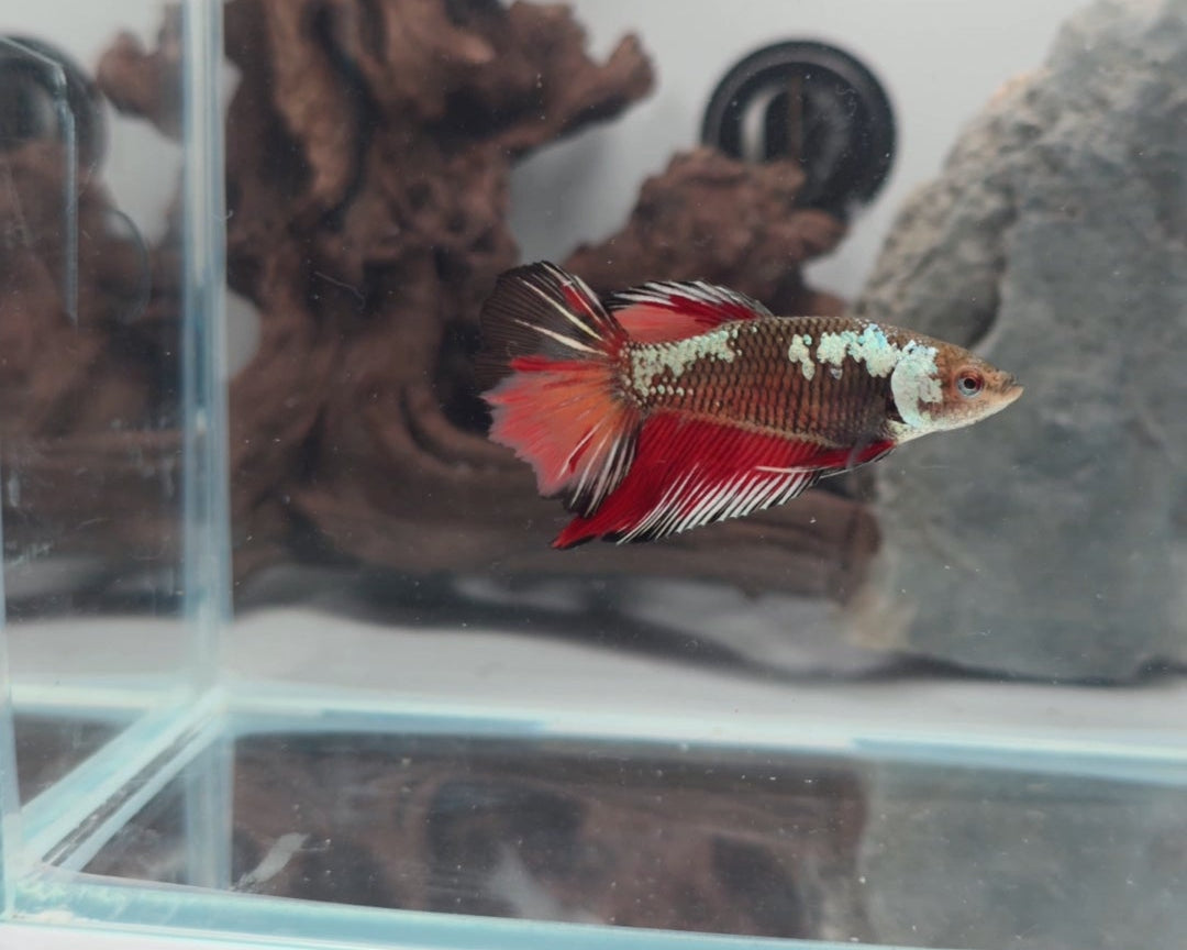 Premium Samurai Nemo Halfmoon Female Betta | WYSIWYG
