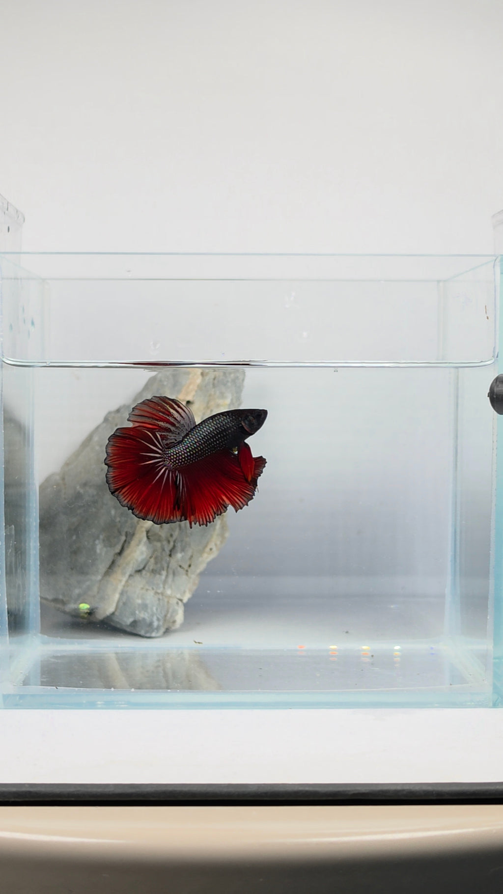Halfmoon Black Metallic Vampire Male Betta Fish (DRK-FMC-M-001)