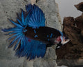Royal Blue Rose Tail Halfmoon Betta Male (DRK-FMC-M-003)