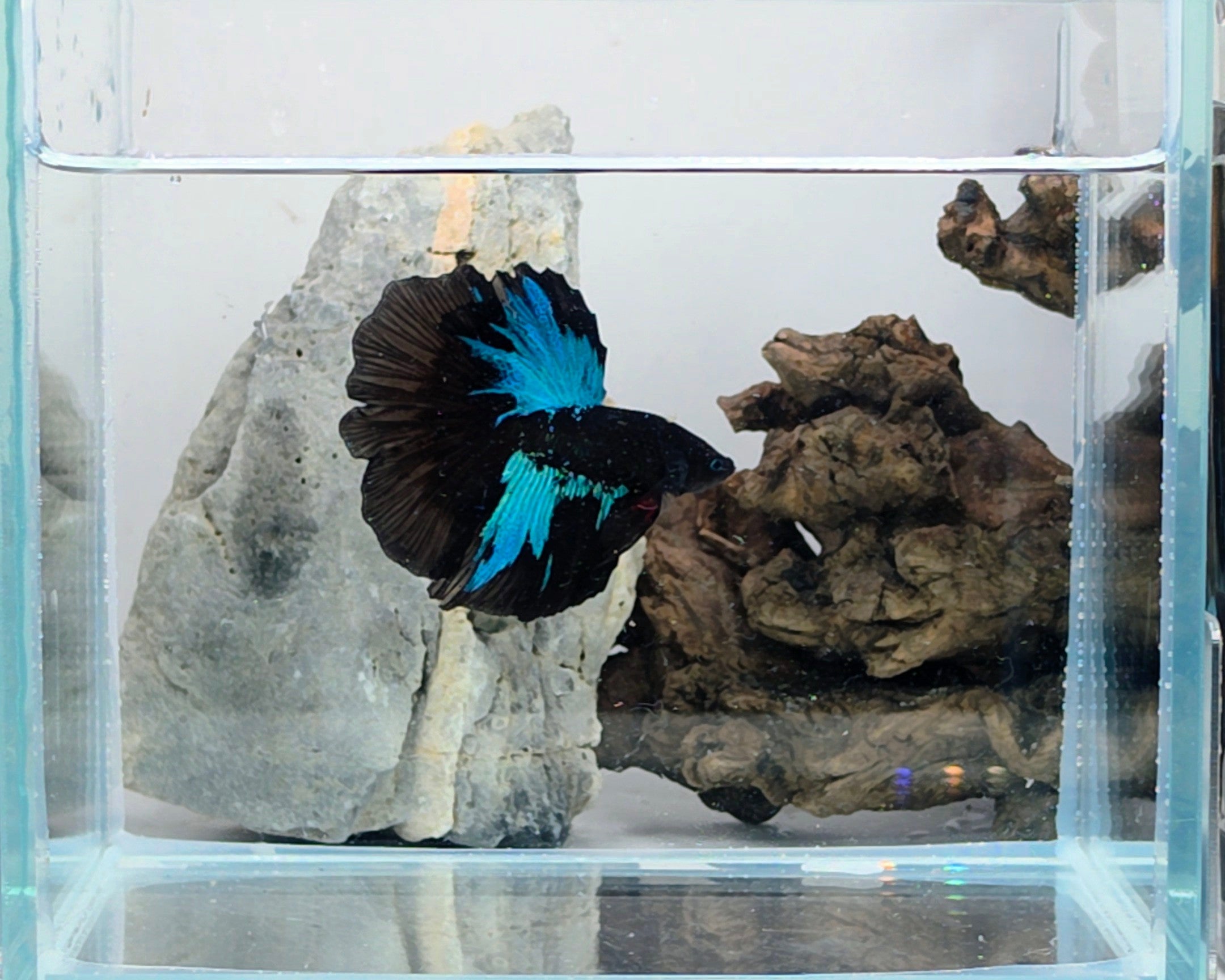 Avatar Nebula Halfmoon Betta Male (DRK-AVG-M-002)