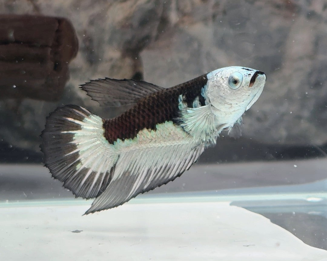 Snow Mamba Halfmoon Female | WYSIWYG