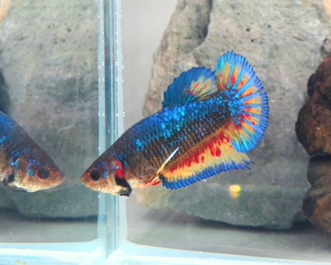 Female Metallic Mustard Gas Vanda HMPK Betta Fish (SPC-MSG-F-001)