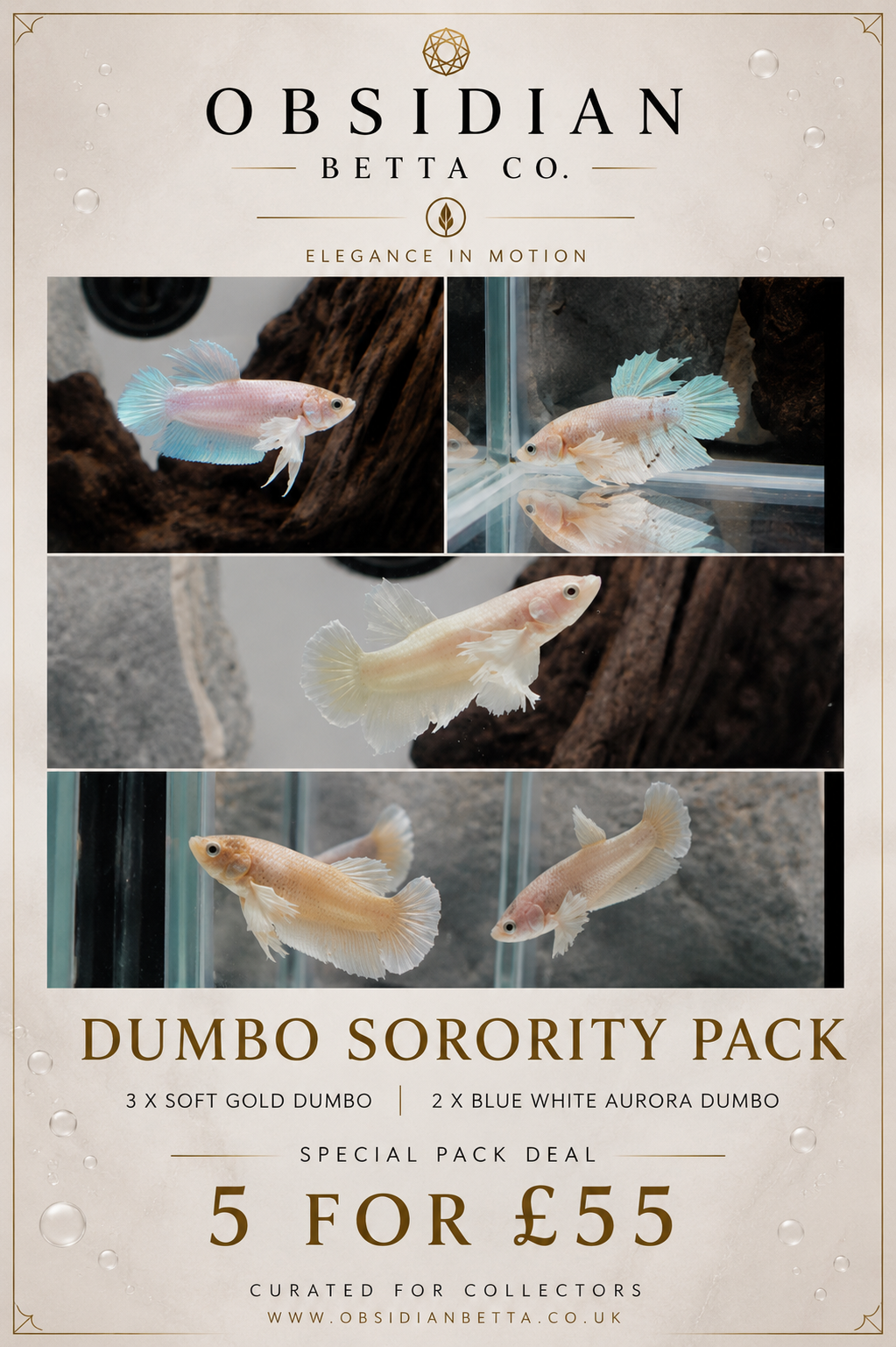 Dumbo Female Sorority Pack – 5 Premium Females WYSIWYG