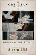 Dumbo Female Sorority Pack – 5 Premium Females WYSIWYG