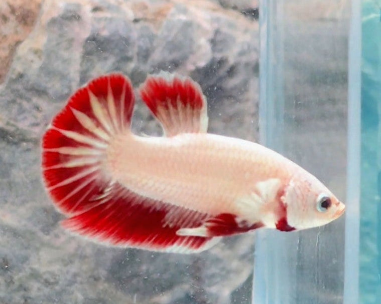 Premium Red Dragon Bi-colour Female Halfmoon | WYSIWYG