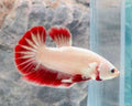 Premium Red Dragon Bi-colour Female Halfmoon | WYSIWYG
