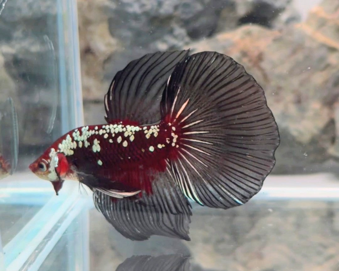Premium Red Mamba Halfmoon Betta | WYSIWYG
