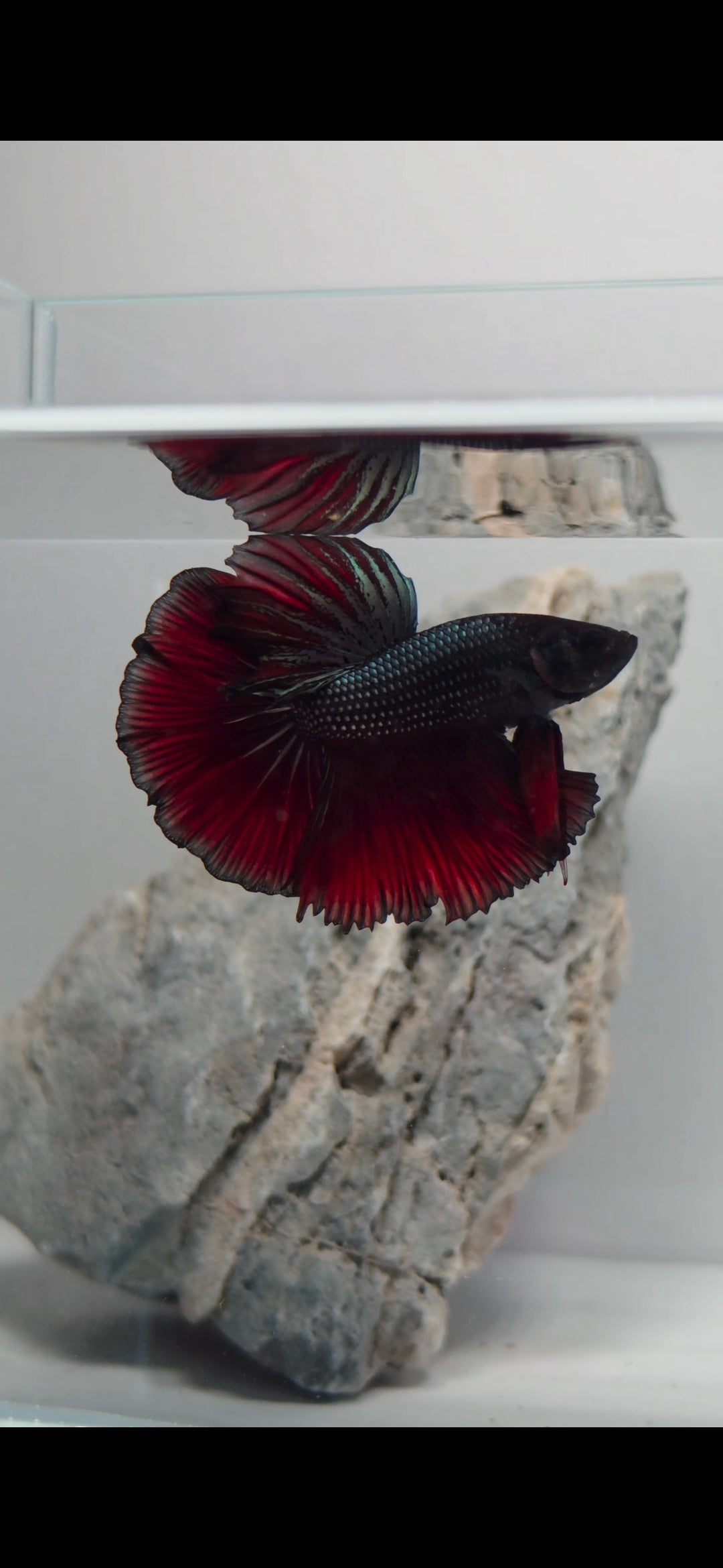 Halfmoon Black Metallic Vampire Male Betta Fish (DRK-FMC-M-001)