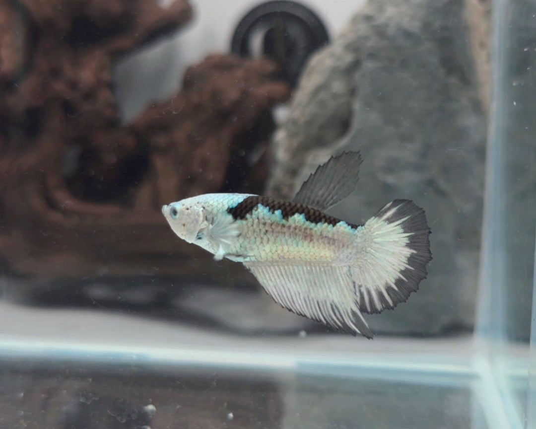 Snow Mamba Halfmoon Female Betta | WYSIWYG