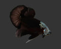 Hooded Black Samurai HMPK Male Betta