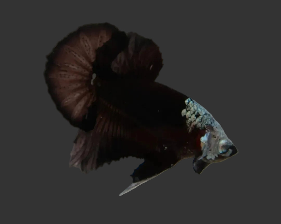 Hooded Black Samurai HMPK Male Betta