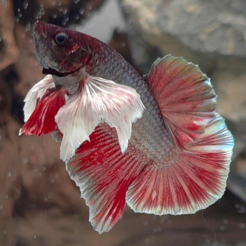 Black Copper Dumbo Halfmoon Male – Premium WYSIWYG Betta